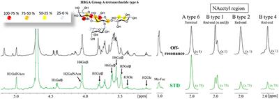 Galectin-4 N-Terminal Domain: Binding Preferences Toward A and B Antigens With Different Peripheral Core Presentations